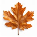 Isolated Maple Leaf in Autumnal Orange and Brown Tones on White Background Royalty Free Stock Photo