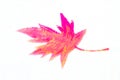 Isolated maple leaf painted on concrete Royalty Free Stock Photo