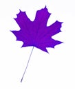 Isolated maple leaf with streaks on white background. Leaf from the tree maple purple Royalty Free Stock Photo