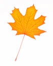 Isolated maple leaf with streaks on white background. Leaf from the tree maple orange