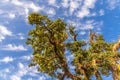 An isolated Maple tree in Indian Himalayas in Nainital Royalty Free Stock Photo