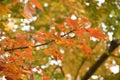 Isolated maple tree leaves against a blurred background Royalty Free Stock Photo