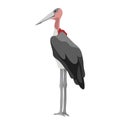 Isolated marabou stork bird. Vector flat picture.