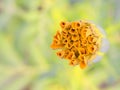 Isolated marigold bud in vibrant yellow and orange Royalty Free Stock Photo