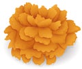 Isolated marigold or cempasuchil flower, Vector illustration