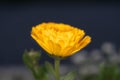 Isolated Marigold in the night Royalty Free Stock Photo