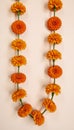 Isolated Marigolds Cempasuchil Flower Garland for festive decoration during Day of the Dead Diwali or Chinese MidAutumn Festival