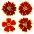 Isolated Marigolds.