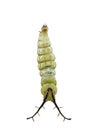 Isolated mature caterpillar of Tabby butterfly Pseudergolis we