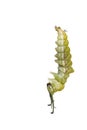 Isolated mature caterpillar of Tabby butterfly Pseudergolis we