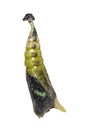 Isolated mature Chrysalis of Common jay butterfly Graphium doson on white