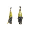 Isolated mature Chrysalis of Common jay butterfly Graphium doson on white