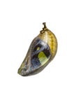 Isolated mature chrysalis of common nawab butterfly Polyura at