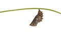 Isolated mature chrysalis of great eggfly butterfly Hypolimnas