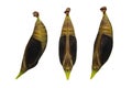 Isolated mature Chrysalis of palm king butterfly on white background before emerging