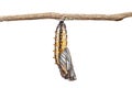 Isolated mature chrysalis of yellow coster butterfly Acraea is