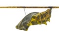 Isolated mature cocoon of common birdwing butterfly in white bac