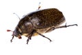 Isolated Maybug Beetle Royalty Free Stock Photo
