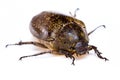 Isolated Maybug Beetle Royalty Free Stock Photo