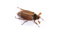 Isolated maybug on white