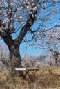 Isolated mediterranean chair under tree with flowers and blue sky in a field Royalty Free Stock Photo