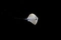 Isolated  Mediterranean stingray on black background Royalty Free Stock Photo