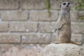 Isolated meerkat looking at you Royalty Free Stock Photo