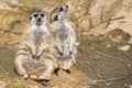 Isolated meerkat Royalty Free Stock Photo