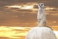 Isolated meerkat looking at you Royalty Free Stock Photo
