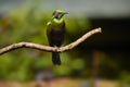 Isolated metallic green west african bird, Emerald starling , Lamprotornis iris against blurred background. Sierra Leone, West