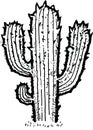 Isolated Mexico Desert Cactus plant