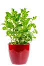 Isolated mint plant in a ceramic pot Royalty Free Stock Photo