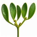 Isolated Mistletoe Sprig with Green Leaves and Dew Drops on White Background Royalty Free Stock Photo