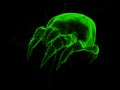 Isolated mite