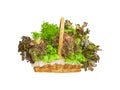 Isolated mix salad lettuce vegetables in wicker basket with clipping path on white background Royalty Free Stock Photo