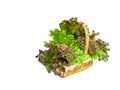 Isolated mix salad lettuce vegetables in wicker basket with clipping path on white background Royalty Free Stock Photo