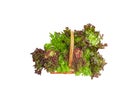 Isolated mix salad lettuce vegetables in wicker basket with clipping path on white background Royalty Free Stock Photo