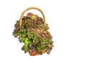 Isolated mix salad lettuce vegetables in wicker basket with clipping path on white background Royalty Free Stock Photo