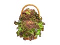 Isolated mix salad lettuce vegetables in wicker basket with clipping path on white background Royalty Free Stock Photo