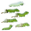 Isolated molting caterpillar stage of Atlas butterfly atlas; a