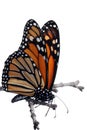 Isolated monarch butterfly on a branch Royalty Free Stock Photo