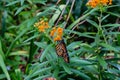 Isolated Monarch butterfly, Danaus plexippus, wanderer, on orange butterfly weed flower  Omaha Nebraska Royalty Free Stock Photo