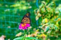 Isolated Monarch butterfly, Danaus plexippus, wanderer, on pink Zinnia flower  Omaha Nebraska Royalty Free Stock Photo