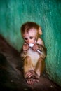 Isolated monkey cub with rolled up paper in hand Royalty Free Stock Photo