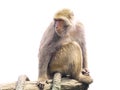 Isolated monkey on white Royalty Free Stock Photo