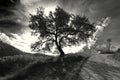 Mountain Landscape. Isolated monochrome tree and the sun in background, at sunset