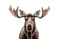 Isolated Moose Face Illustration on Transparent Background, Generative Ai