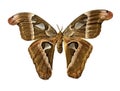 Isolated moth has a brown & tan pattern on his wings. He is approximately 6 to 8 \