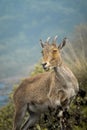 Mountain goat, Indian Ibex on the hills of Munnar in Kerala