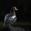 Close up of a Muscovy Duck on Black Royalty Free Stock Photo